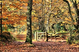 Flock to Saunderton for a beautiful Autumnal walk