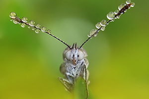 Flock to the Butterfly farm with Chiltern Railways