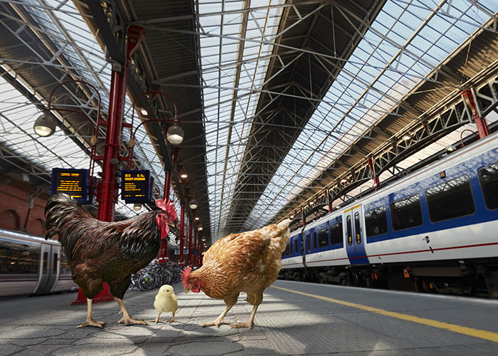Chiltern chickens at Marylebone station