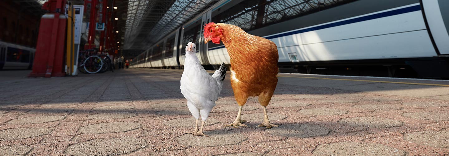 Two pretty chickens on the platform together