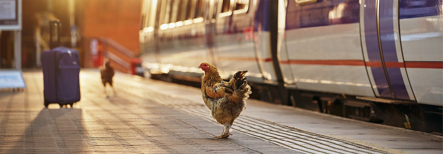 Chicken standing on train platform during sunset