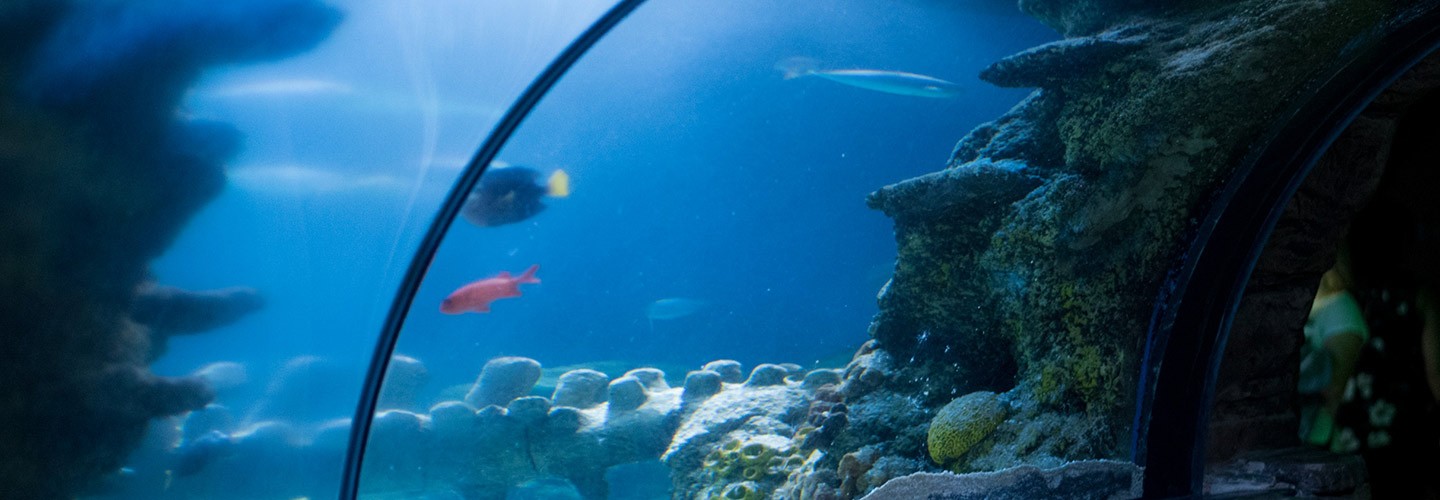 Image of a fish tank in the Aquarium
