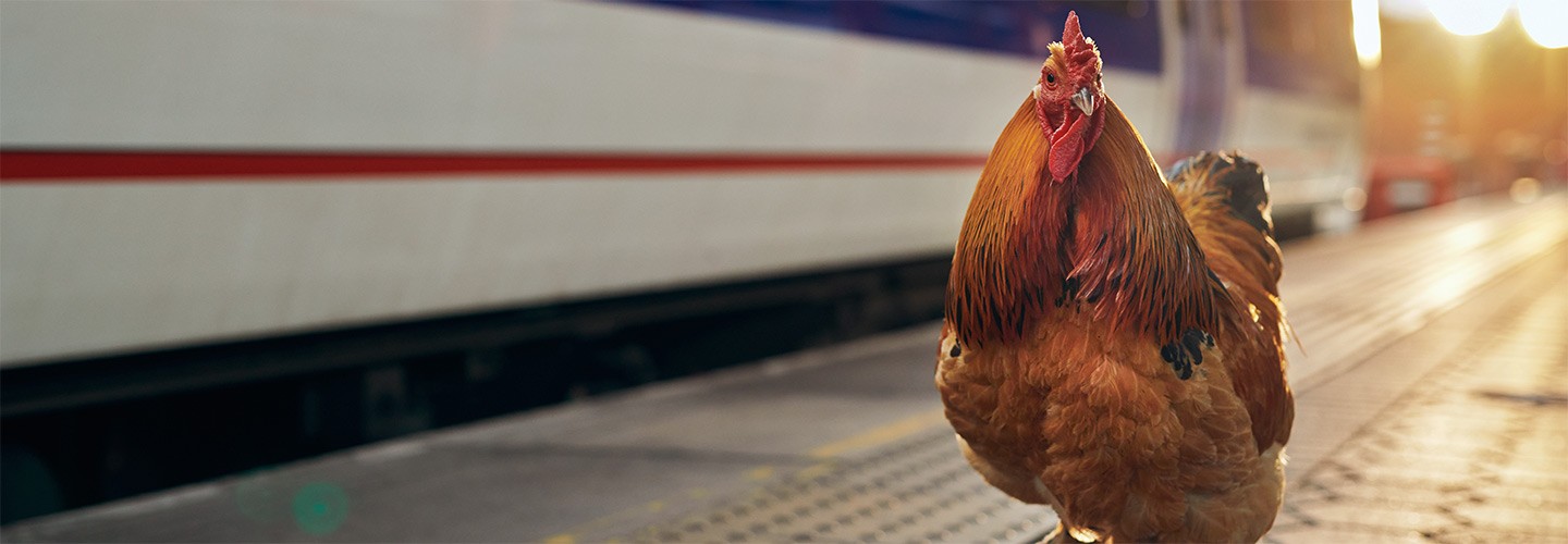 Chicken strutting it's stuff on the platform