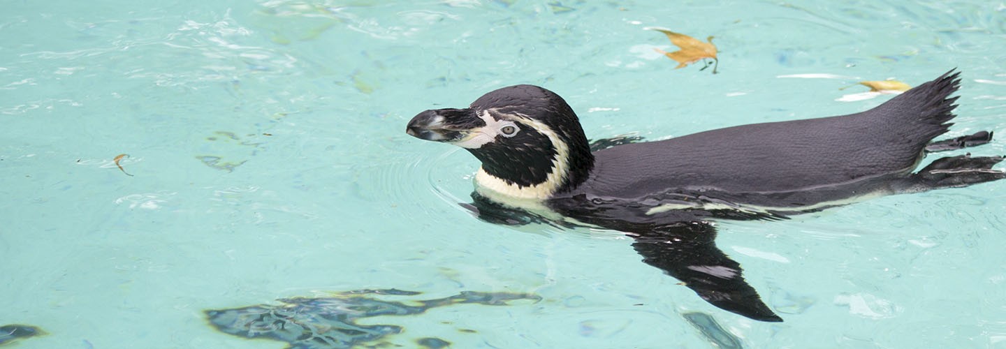 Flock to ZSL London Zoo with Chiltern Railways