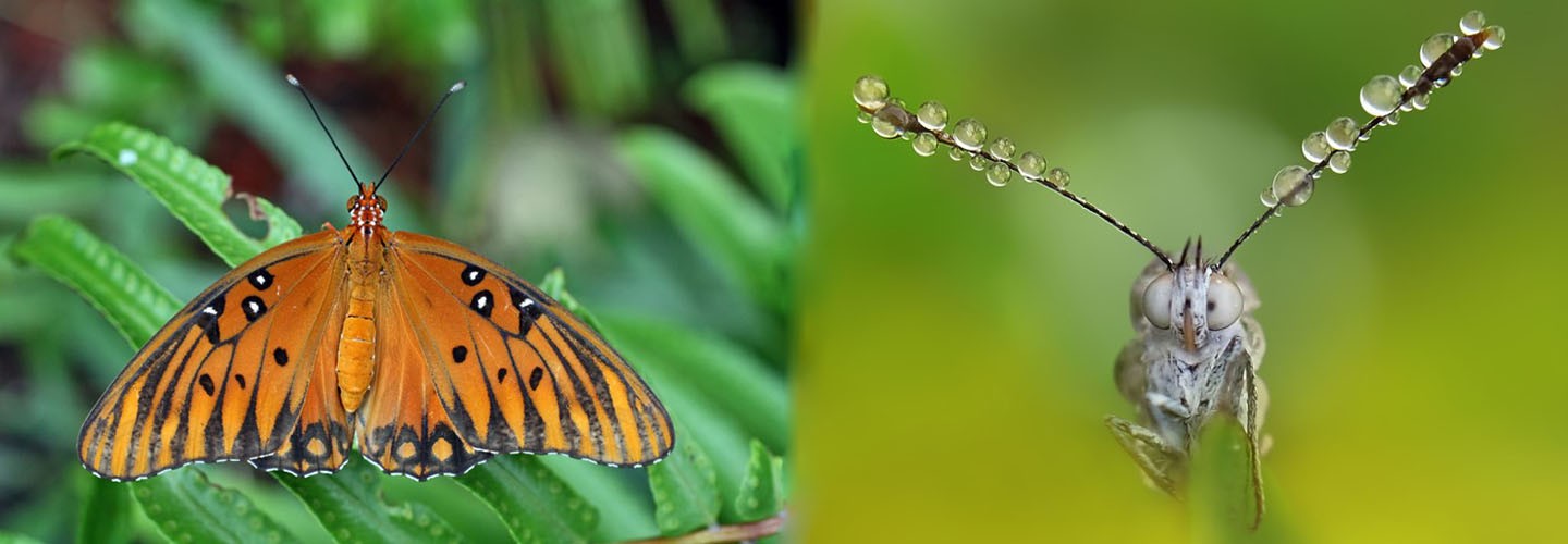 Flock to the Butterfly Farm with Chiltern Railways