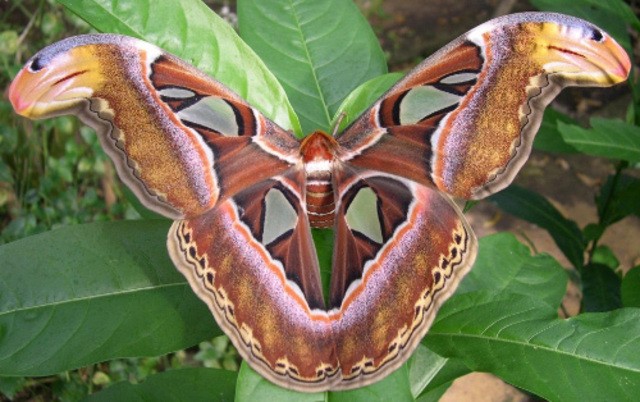 Destination Stratford-upon-Avon - Butterfly Farm